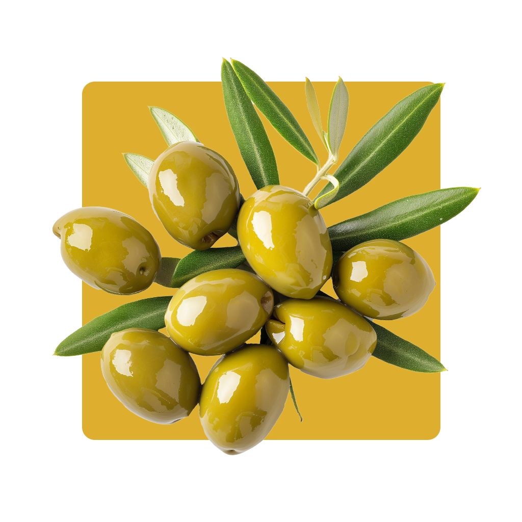 Olive-gi-3