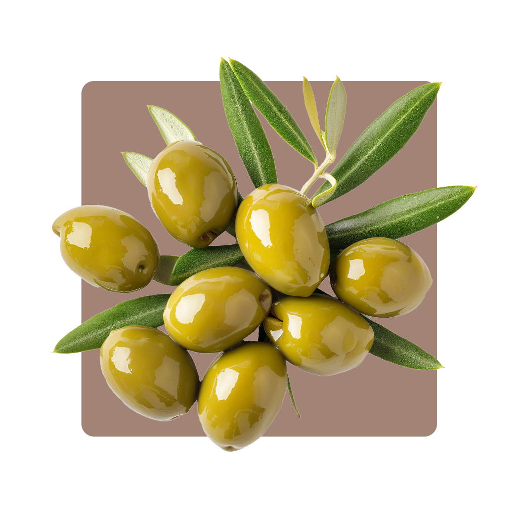 Olive-gr-1